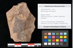 Foto (Objekt + Etikett) von Betula dryadum Brongniart (NHMW-GEO-2024-0188-0729)